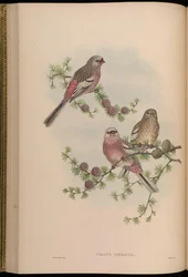 Uragus sibiricus